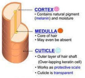 the-structure-of-your-hair