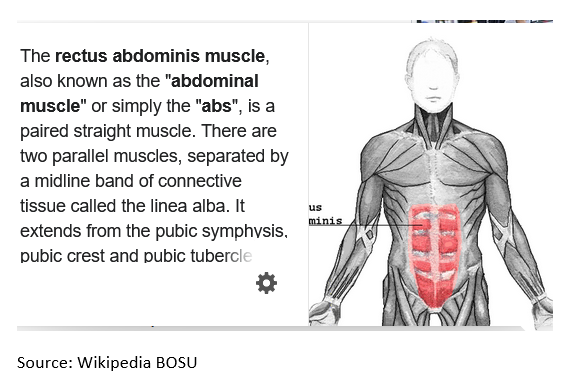 Wikipedia source BOSU - rectus abdominis