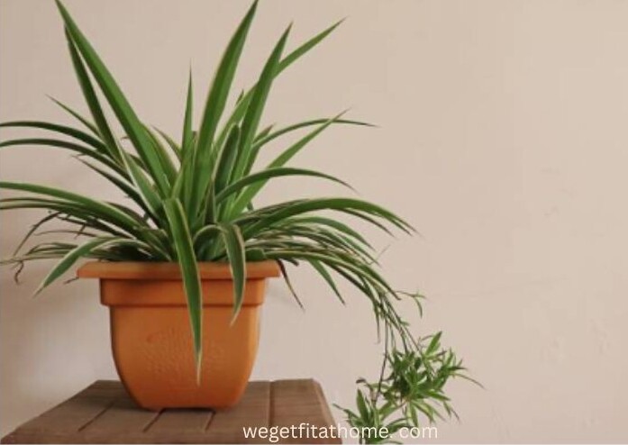spider plant with pups on a table